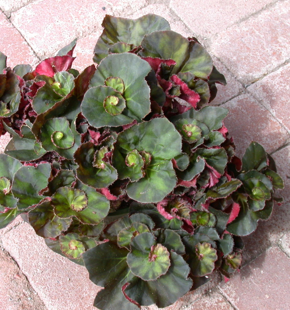 B. ‘Noreen Morris’